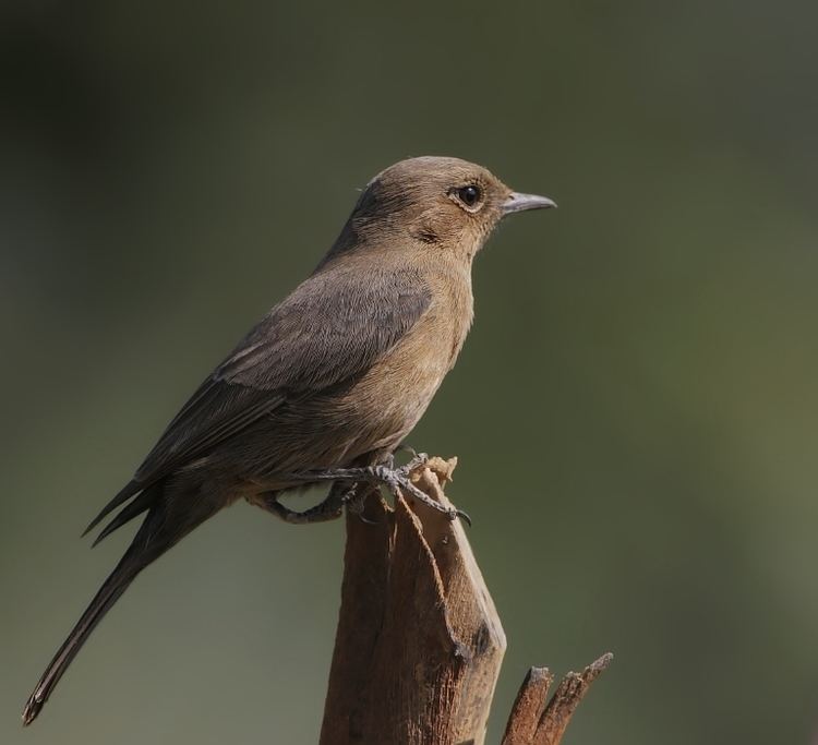 Brown rock chat Indian Chat Brown Rock Chat Cercomela fusca Muscicapidae Birds