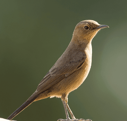 Brown rock chat Brown rock chat Cercomela fusca complete detail updated