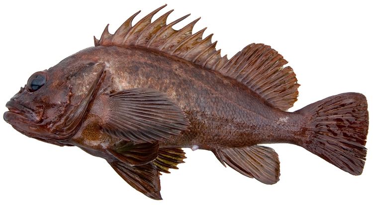 Brown rockfish Bottomfish Identification Guide Brown Rockfish Sebastes