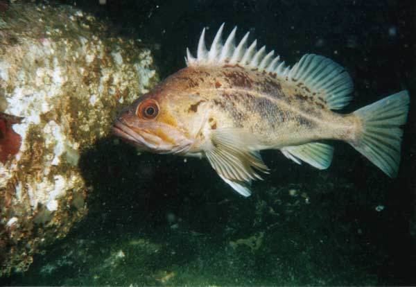 Brown rockfish Brown Rockfish