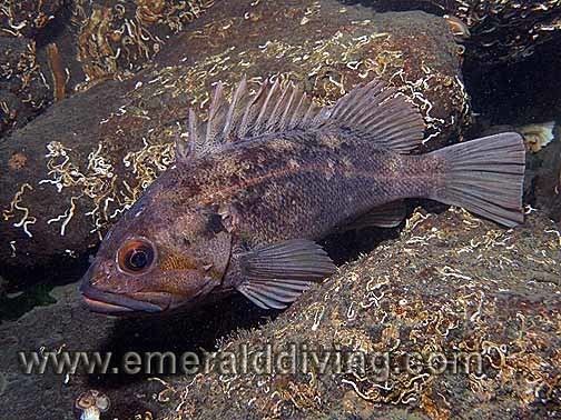 Brown rockfish Rockfish Species Index