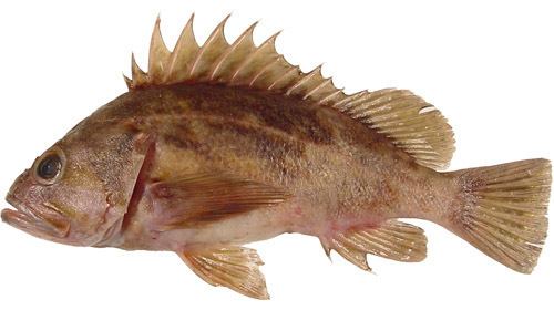 Brown rockfish Brown rockfish Wikipedia