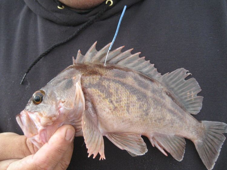 Brown rockfish SLOSEA