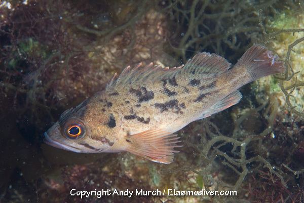 Brown rockfish wwwelasmodivercomFish20PicturesBrownRockfish
