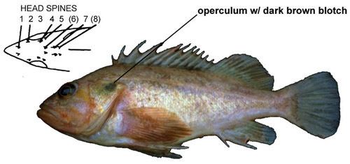 Brown rockfish brown rockfish