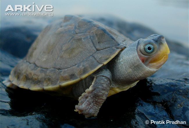 Brown roofed turtle Brown roofed turtle videos photos and facts Pangshura smithii