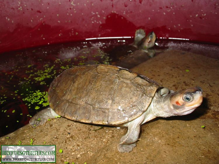 Brown roofed turtle BREEDING TURTLES Pangshura smithii smithii