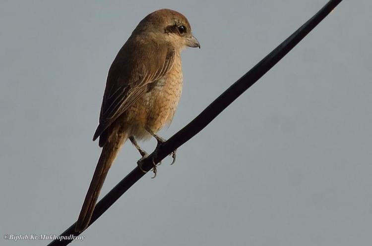 Brown shrike Brown Shrike Lanius cristatus videos photos and sound recordings