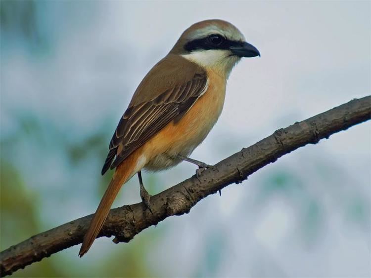 Brown shrike Photos of Brown Shrike Lanius cristatus the Internet Bird