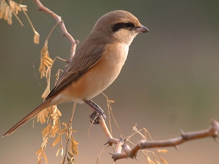 Brown shrike Brown Shrike Lanius cristatus Laniidae Birding in India