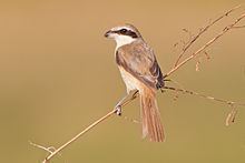 Brown shrike httpsuploadwikimediaorgwikipediacommonsthu