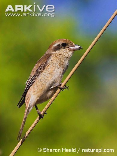 Brown shrike Brown shrike videos photos and facts Lanius cristatus ARKive