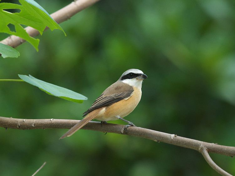 Brown shrike Brown shrike Bird Images hd wallpapers free download