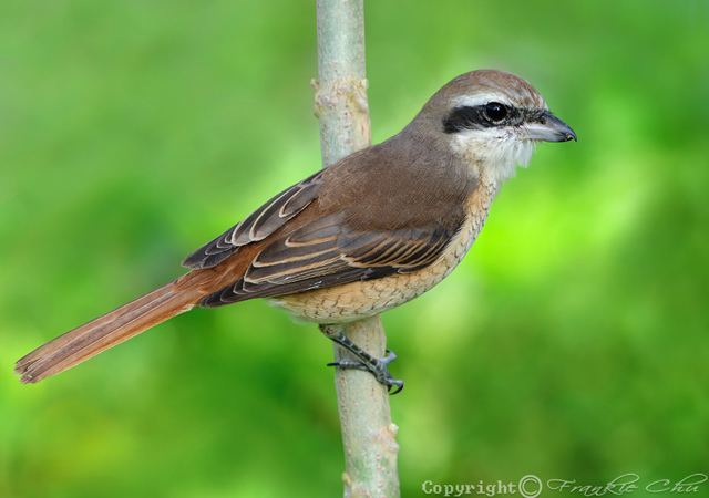 Brown shrike Brown Shrike Species Information and Photos