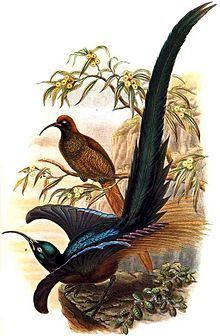 Brown sicklebill Brown sicklebill Wikipedia