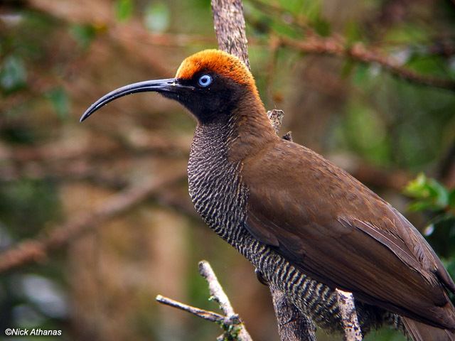 Brown sicklebill Brown Sicklebill Epimachus meyeri videos photos and sound