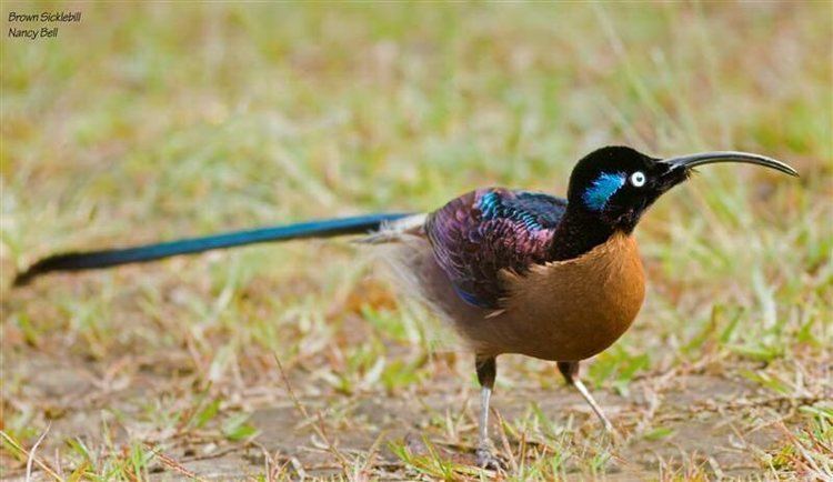 Brown sicklebill Mangoverde World Bird Guide Photo Page Brown Sicklebill Epimachus