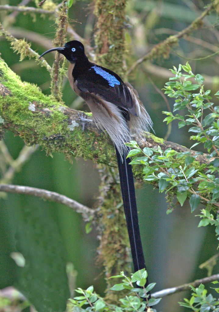 Brown sicklebill Flickr photos of brown sicklebill epimachus meyeri Picssr