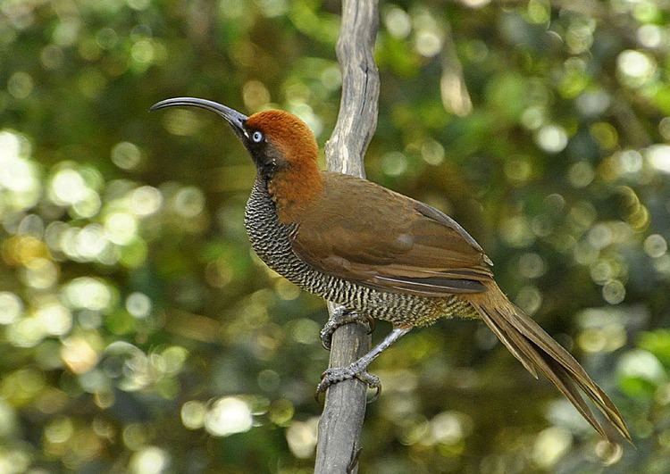 Brown sicklebill Brown Sicklebill