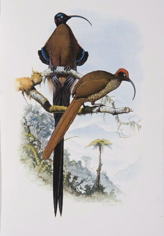 Brown sicklebill Brown Sicklebill Australian Museum