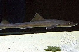 Brown smooth-hound FishDB Brown Smoothhound Shark