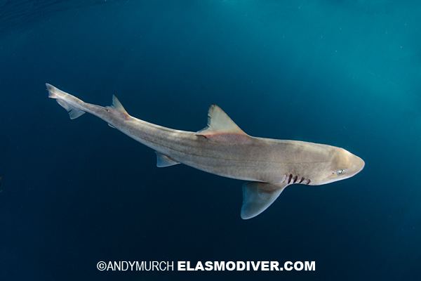 Brown smooth-hound Brown smoothhound shark information and pictures of Mustelus henlei