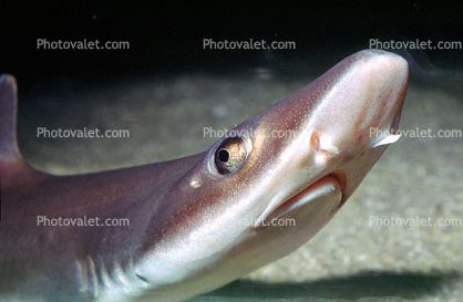 Brown smooth-hound httpsphotovaletcomdatacompsAACAACV02P0212jpg