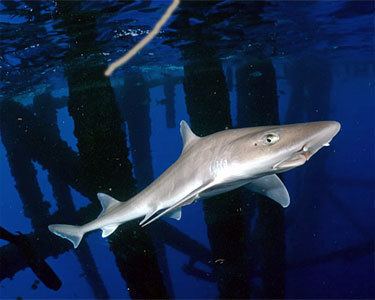 Brown smooth-hound Brown Smooth Hound Shark Aquarium Hobbyist Social Networking