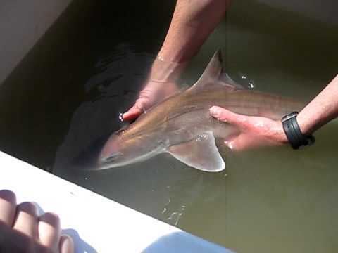 Brown smooth-hound Pregnant Brown Smoothhound Shark YouTube