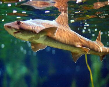 Brown smooth-hound Brown Smooth Hound Shark Aquarium Hobbyist Social Networking