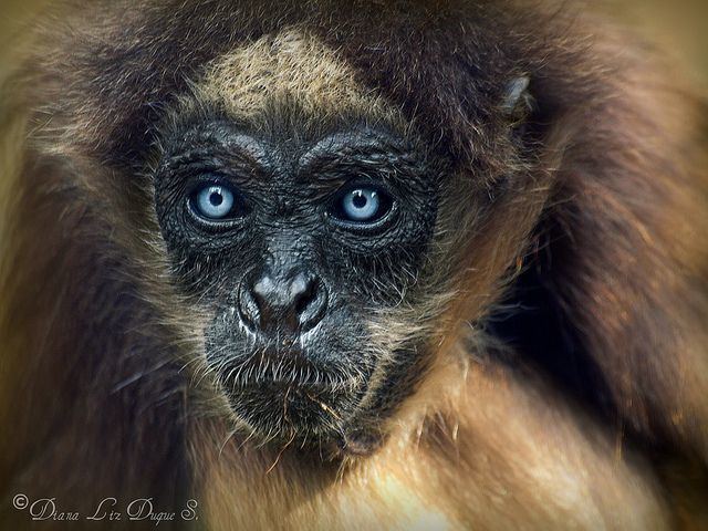 Brown spider monkey 1000 images about spider monkey on Pinterest A tree Diana and