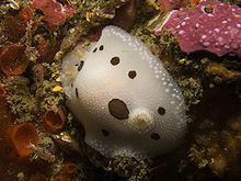 Brown-spotted nudibranch httpsuploadwikimediaorgwikipediacommonsthu