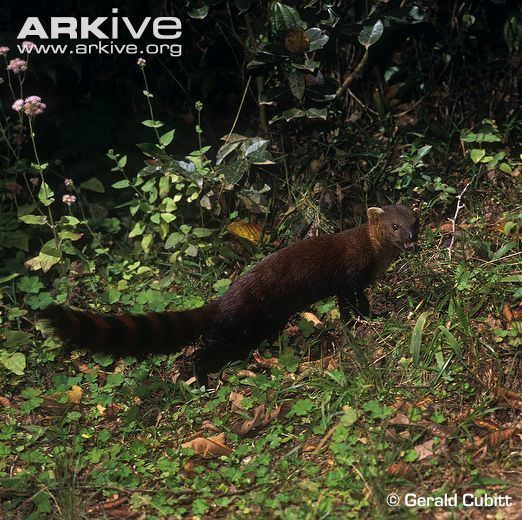 Brown-tailed mongoose cdn2arkiveorgmedia8585746B272D974C00AFC99