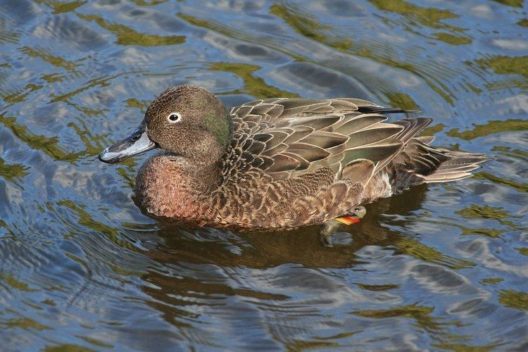 Brown teal Brown teal Wikipedia