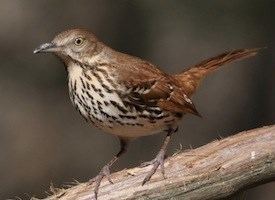 Brown thrasher Brown Thrasher Identification All About Birds Cornell Lab of