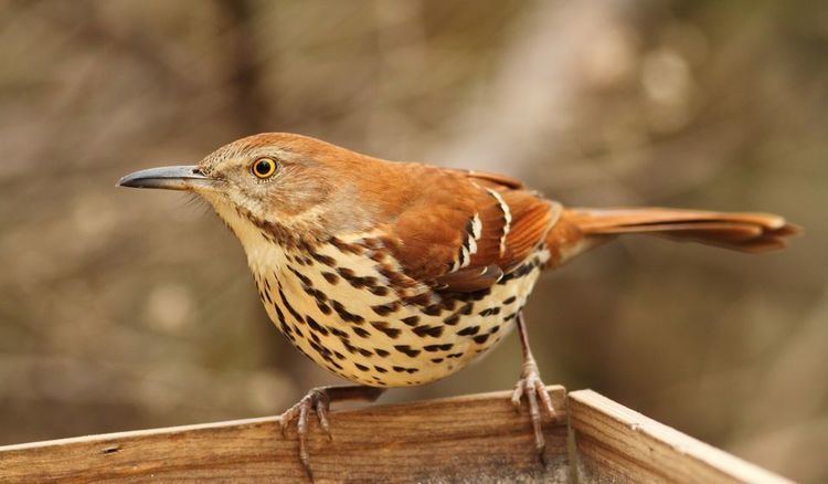 Brown thrasher Brown Thrashers Brown Thrasher Pictures Brown Thrasher Facts