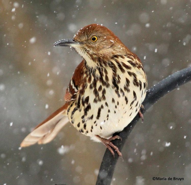 Brown thrasher Brown Thrashers Brown Thrasher Pictures Brown Thrasher Facts