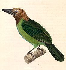 Brown-throated barbet httpsuploadwikimediaorgwikipediacommonsthu