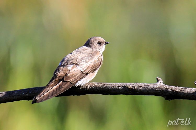 Brown-throated martin Wildlife Den South African Wildlife Photography BrownThroated