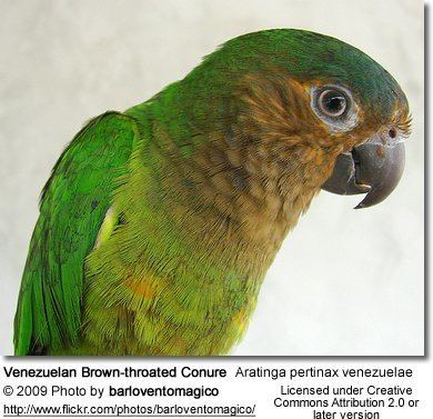 Brown-throated parakeet Brownthroated Conures aka St Thomas Conures Aratinga pertinax