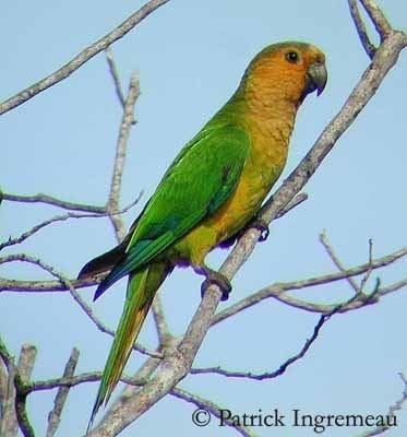 Brown-throated parakeet wwwoiseauxbirdscompsittacidesconurecuivreec