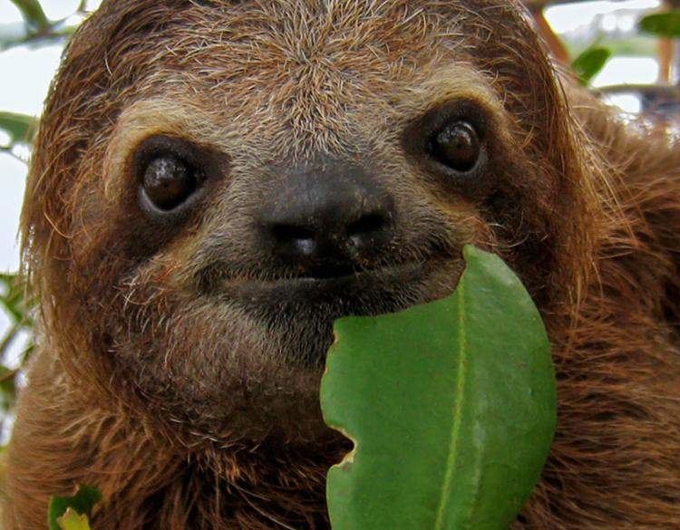Brown-throated sloth BrownThroated ThreeToed Sloth Bradypus variegatus Rainforest