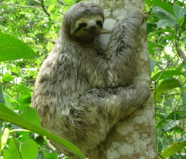 Brown-throated sloth Brownthroated Threetoed Sloth World Land Trust