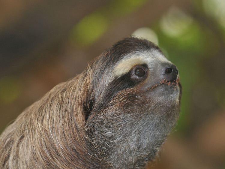 Brown-throated sloth wwwtheonlinezoocomimg19toz19415ljpg