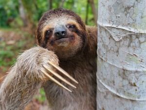 Brown-throated sloth Brown Throated threetoed sloth