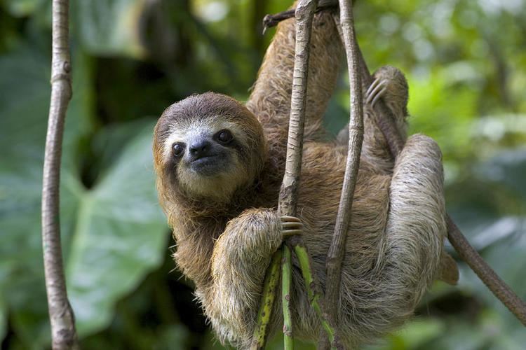 Brown-throated sloth Brown Throated Sloth ByMoises Morales aka SUPA HOT FIRE ThingLink