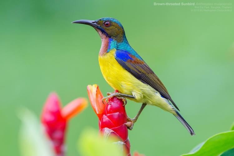 Brown-throated sunbird Brownthroated Sunbird Anthreptes malacensis videos photos and