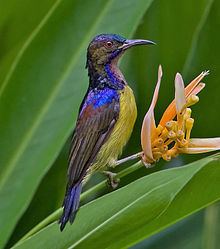 Brown-throated sunbird httpsuploadwikimediaorgwikipediacommonsthu
