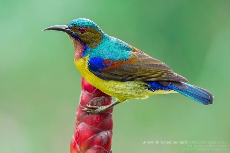 Brown-throated sunbird Brownthroated Sunbird Anthreptes malacensis videos photos and
