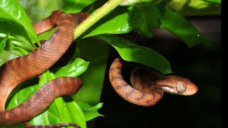 Brown tree snake Brown Tree Snake YouTube